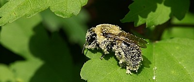 Pollen bumbler