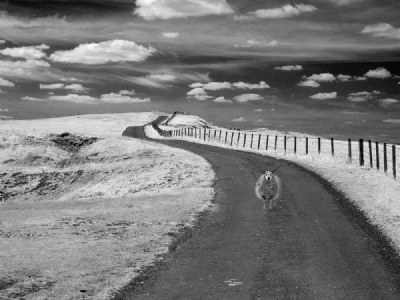 moorland  poser