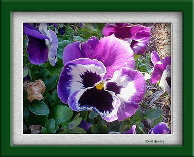 Pansy Time