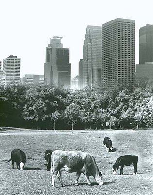 original cows-city