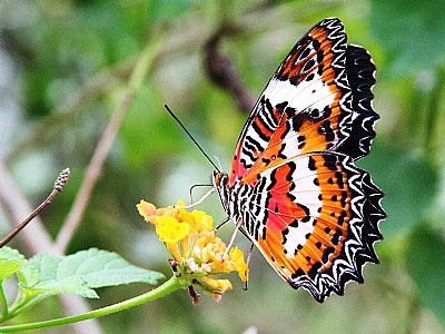 Butterfly and Flower