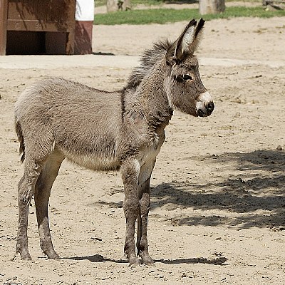 Kid Donkey