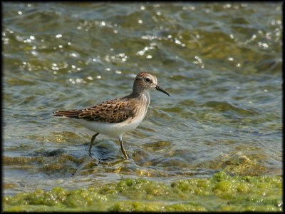 Least Sandpiper