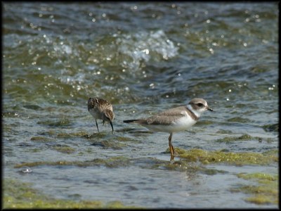 Semipalmated Plover