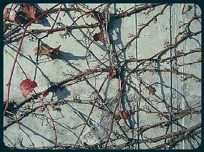tendrils