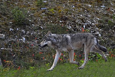 Timber Wolf on the Move