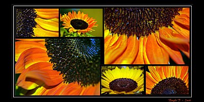 Sun Collage - Ph.D.