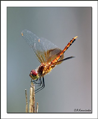 Dragonfly 6