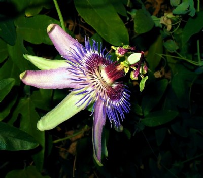 Passiflora"Marie"