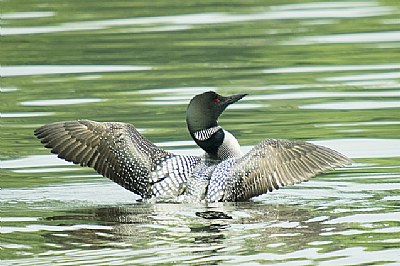 Loon