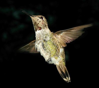 Anna's Hummingbird Lil' Red