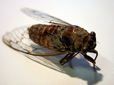 cicada wing