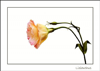 Lisianthus