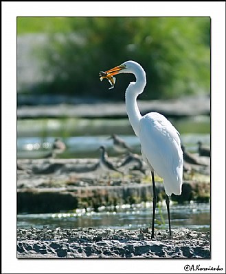 Great White Heron