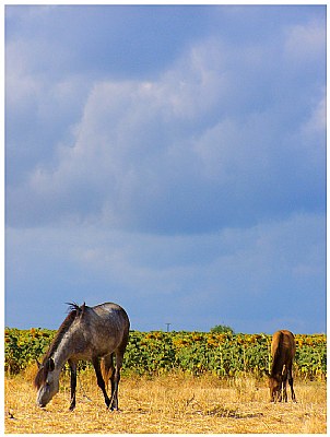 The Diary of Horses