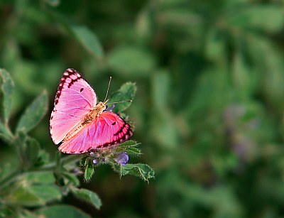 Butterfly....(2)