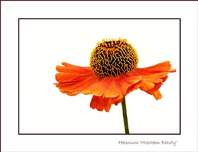 Helenium