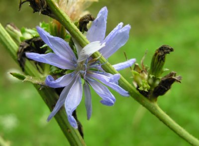 Blue Flower