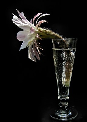 Floral cocktail