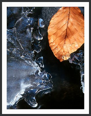 Ice and Leaf