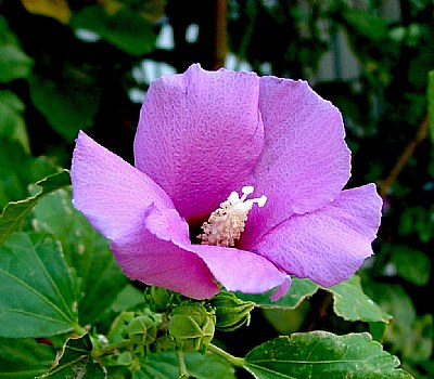 Hibiscus