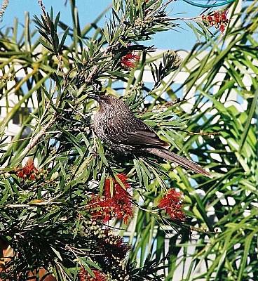 Wattle Bird