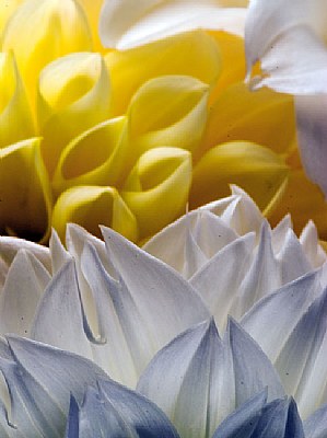 Dahlia Tips