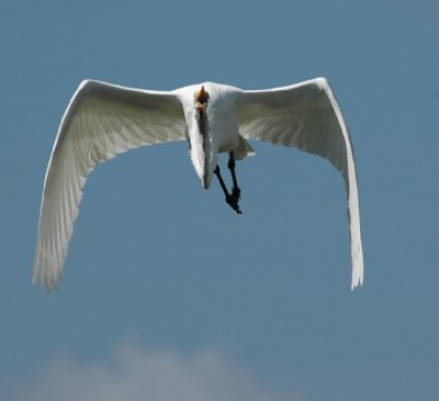 Heavenly Egret