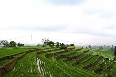 Jatiluwih View