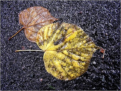 two wet leaves