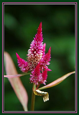 Red Bloom