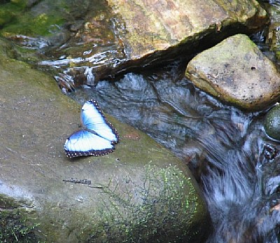 blue morpho