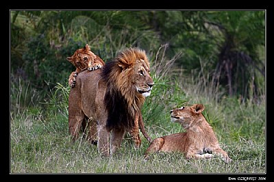 Simba Family