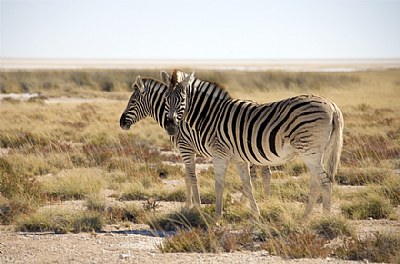 Two Zebra