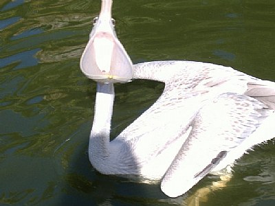 Pelican yawn