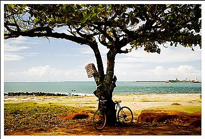 tree and bike
