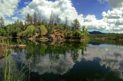 Summer Reflections
