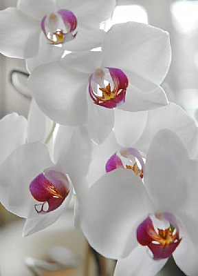 orchid