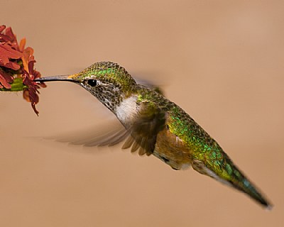 Lovely Lady Hummingbird