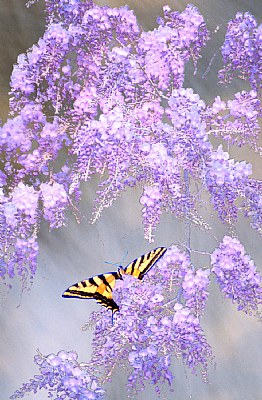 Wisteria with Butterfly