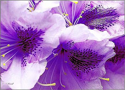 Purple Passion (small)