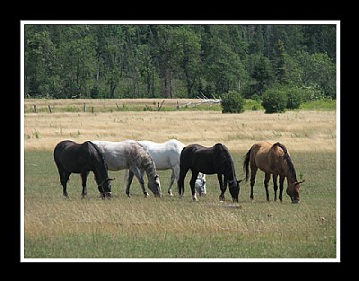 5 Horses Grazing in a Field