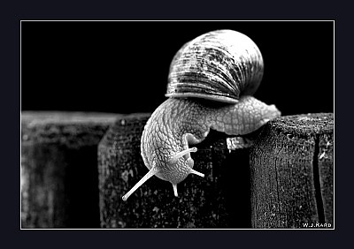 Snail I  "Down"