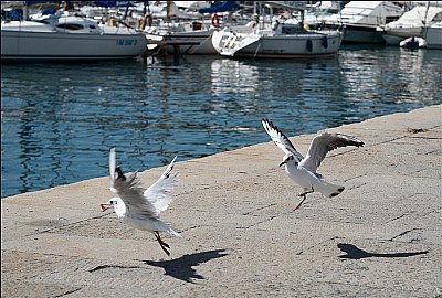 Gulls in the harbour