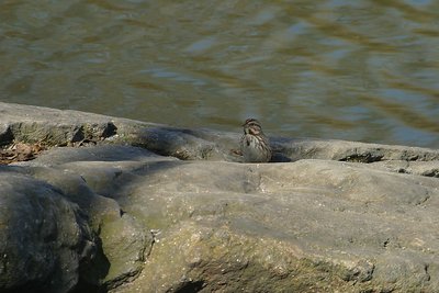 Swamp or Song Sparrow?