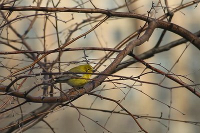 Very Bright Pine Warbler