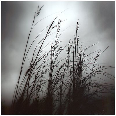 dark grass