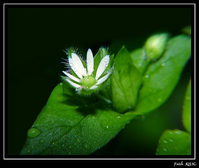 White Beauty