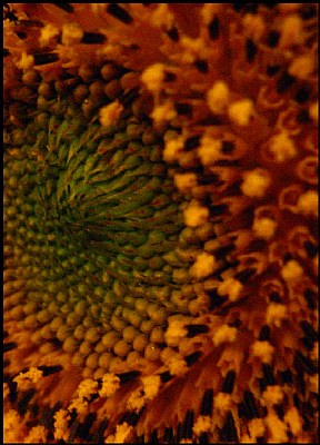 Sunflower Macro 3
