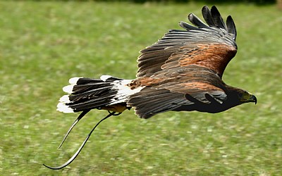 Panning with a Harris hawk